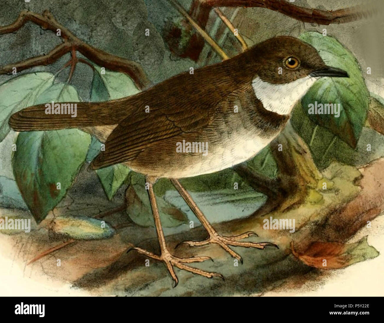 Sottospecie robusta immagini e fotografie stock ad alta risoluzione Alamy