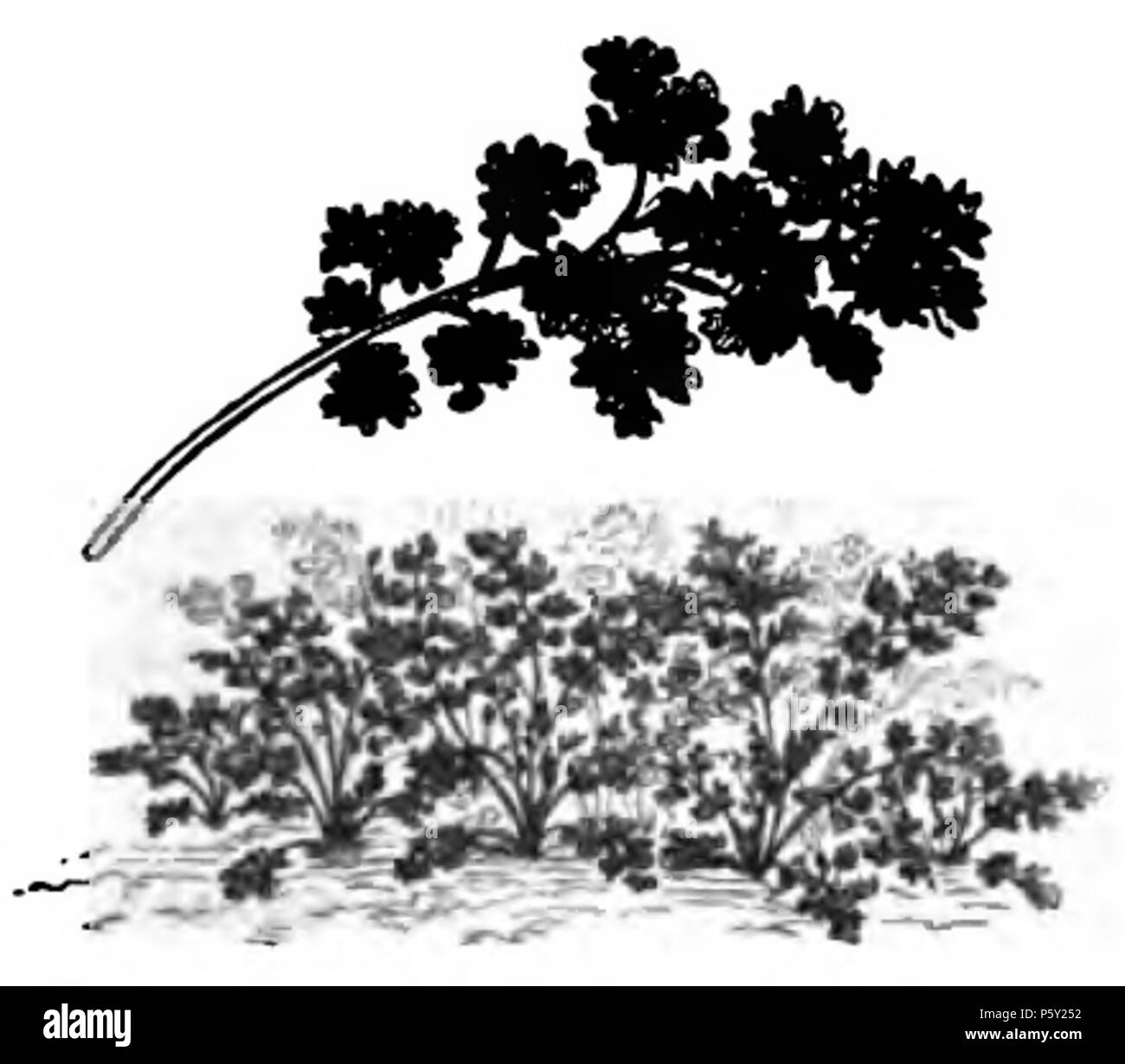 390 Cresson alénois frisé Vilmorin-Andrieux 1883 Foto Stock