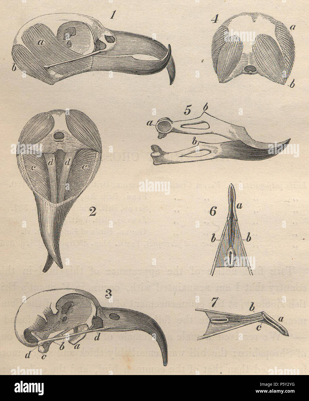 N/A. Inglese: Crossbill cranio e mascella anatomia da Yarrell Storia della British UCCELLI 1843 (dettaglio) . 1843. William Yarrell (autore); Alexander Fussell (disegno); John Thompson (incisione) 392 Crossbill cranio e mascella anatomia da Yarrell Storia di uccelli britannica 1843 (dettaglio) Foto Stock