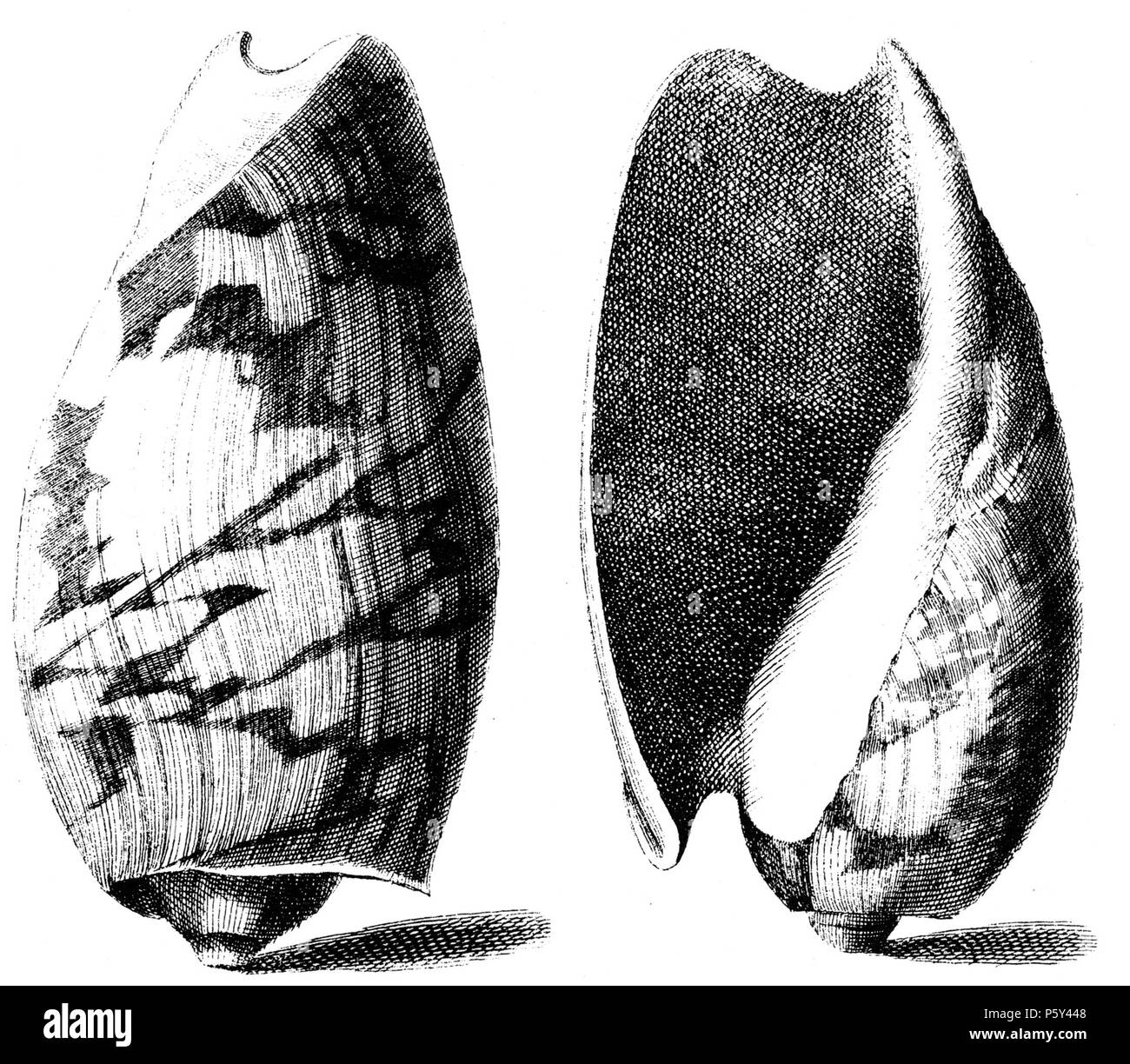 N/A. Inglese: un disegno di Cymbium cymbium Linnaeus, 1758 : Cymbium cymbium Linnaeus, 1758 . 1742. Niccolò Gualtieri 396 Cymbium-cymbium-001 Foto Stock