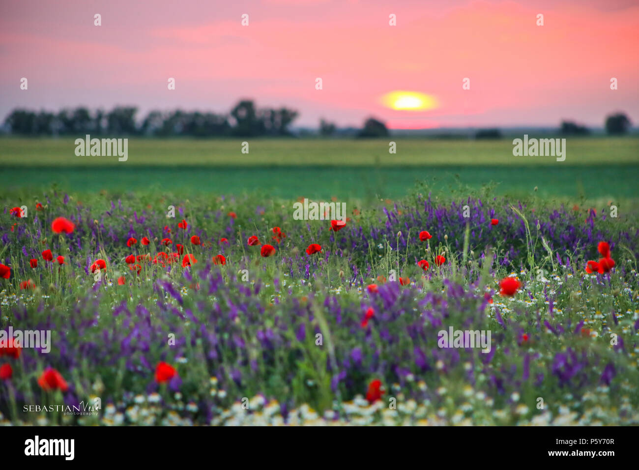 Il papavero fiori sul campo con il tramonto del sole in background Foto Stock