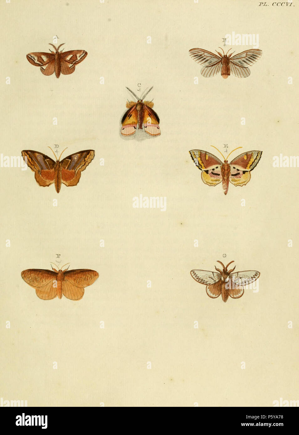 N/A. Piastra CCCVI Avvertimento: alcuni taxa/nomi potrebbero essere errati/eluse o collocato in un diverso genere. A: '(Phalaena) Agresta' ( = Euglyphis agresta (Stoll, [1780]), iconotype, vedere Funet). B: "(Phalaena) nuda" ( = Megalopyge nuda (Cramer, 1780) iconotype, vedere Global Lepidoptera indice dei nomi. NHM). C: '(Phalaena) Amynta' (=Ceroctena amynta (Cramer, 1779) (maschio), vedere il Global Lepidoptera indice dei nomi, NHM e Funet). Foto di enciclopedia della vita. Femmina su pl. 251 E. D, E: '(Phalaena) Verago' ( = Zanola verago (Cramer, [1777]), vedere Funet). Foto al codice a barre della vita. Maschio su pl. 16 Foto Stock