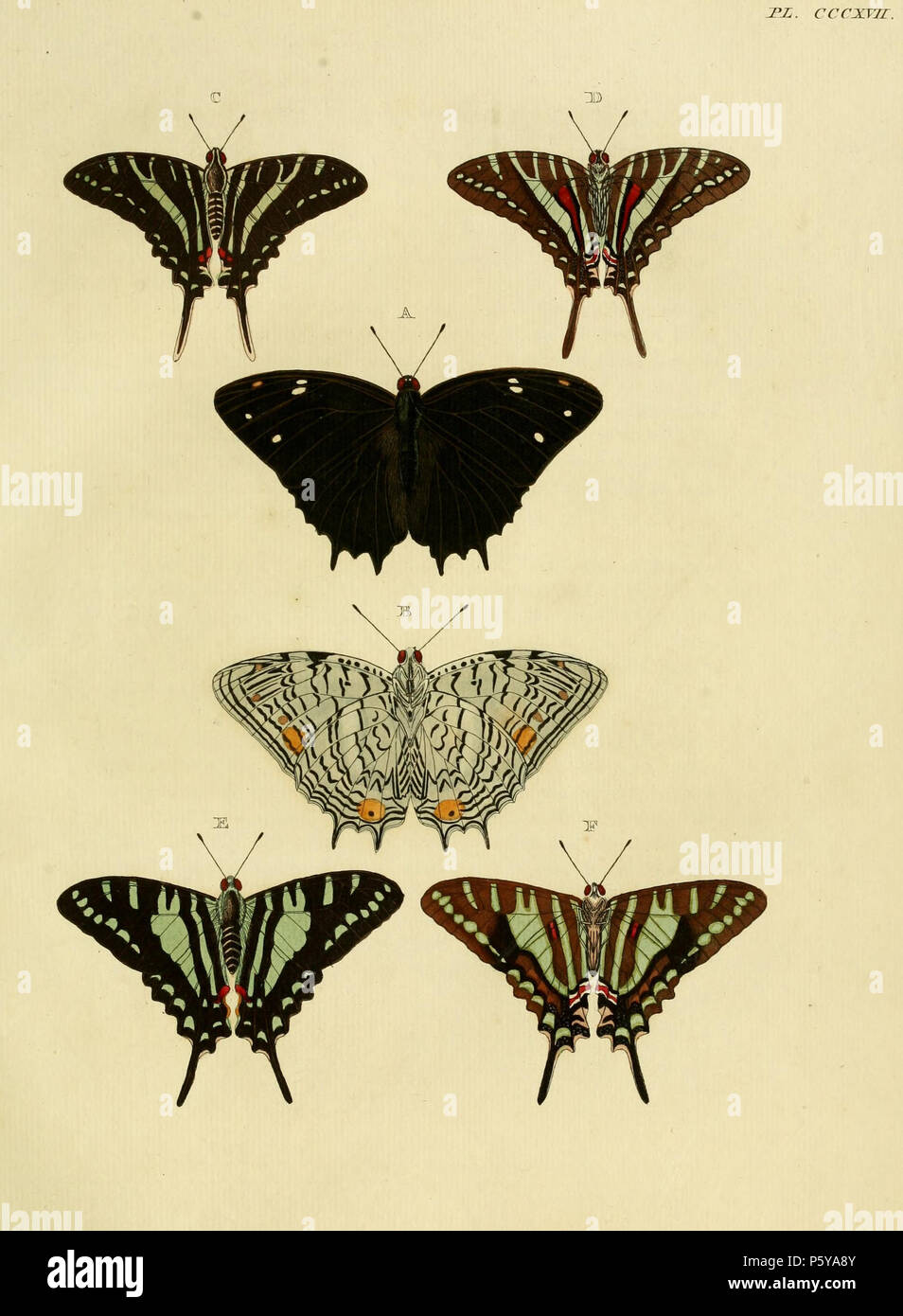 N/A. Piastra CCCXVII Avvertimento: alcuni taxa/nomi potrebbero essere errati/eluse o collocato in un diverso genere. A, B: "(Papilio) Aeilus' ( = Baeotus aeilus (Stoll, [1780]), iconotype, vedere Funet). Foto di farfalle dell America. C, D (), E, F (): "(Papilio) Sinon' ( = celadon Protographium (Lucas, 1852) (syn. Celadon Eurytides), vedere il Global Lepidoptera indice dei nomi, NHM). Foto di farfalle dell America 'Identied come celadon Protographium (Lucas, 1852) da Tyler et al. (1994), sebbene il gures del maschio più strettamente somigliare Protographium zonaria (Butler, 1869)" (Chainey 2005, p. 311). . Foto Stock