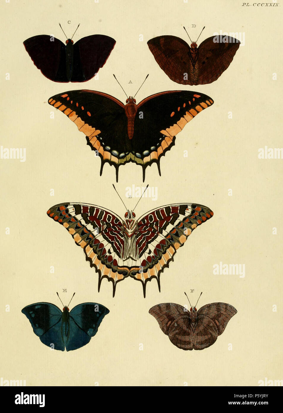 N/A. Piastra CCCXXIX Avvertimento: alcuni taxa/nomi potrebbero essere errati/eluse o collocato in un diverso genere. A, B: '(Papilio) Jason" ( = Charaxs jasius), vedere il Global Lepidoptera indice dei nomi, NHM. Foto al codice a barre della vita. Femmina. Maschio su pl. 186 A, B, C, D: '(Papilio) Odilia' ( = Memphis polycarmes (Fabricius, 1775), vedere Funet). Foto di farfalle dell America. E, F: '(Papilio) Basilia' ( = Memphis basilia ((Stoll, [1780]), iconotype, vedere Funet). Foto di farfalle dell America. . 1779. Pieter Cramer (1721 - 1776) e Caspar Stoll (tra 1725 e 1730 - 1791) 389 CramerAndStoll-u Foto Stock