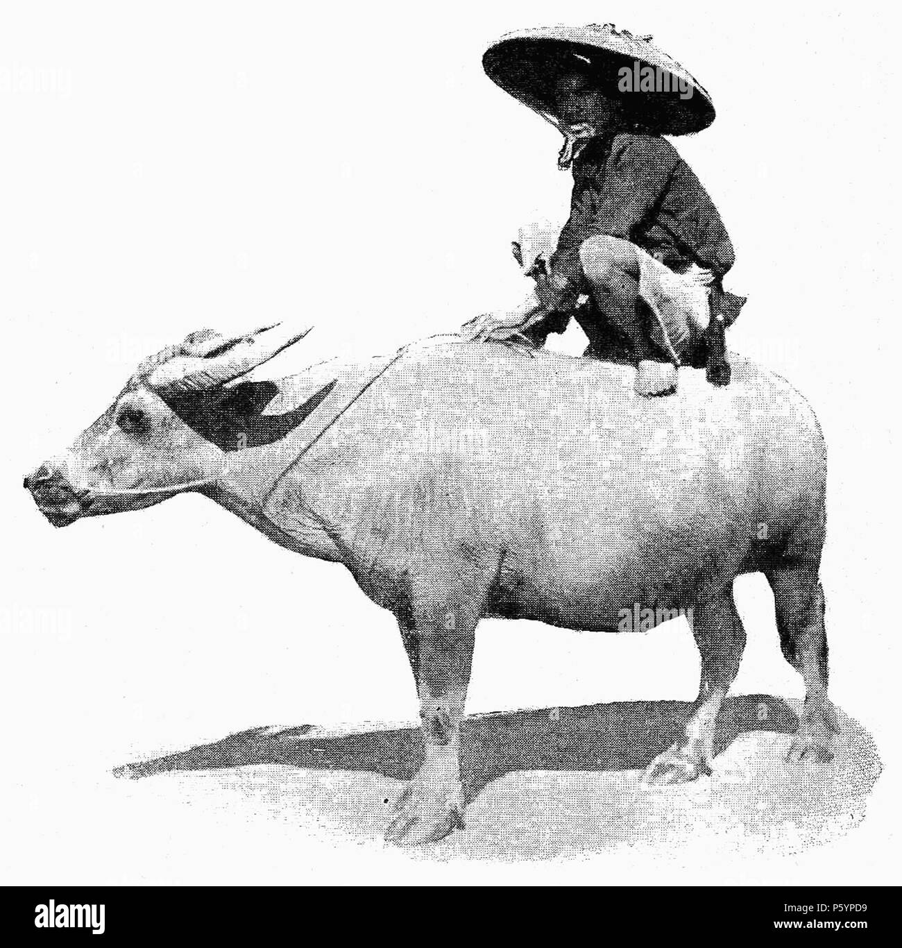 400 D228- onu tonkinois sur figlio buffle -liv2-CH13 Foto Stock