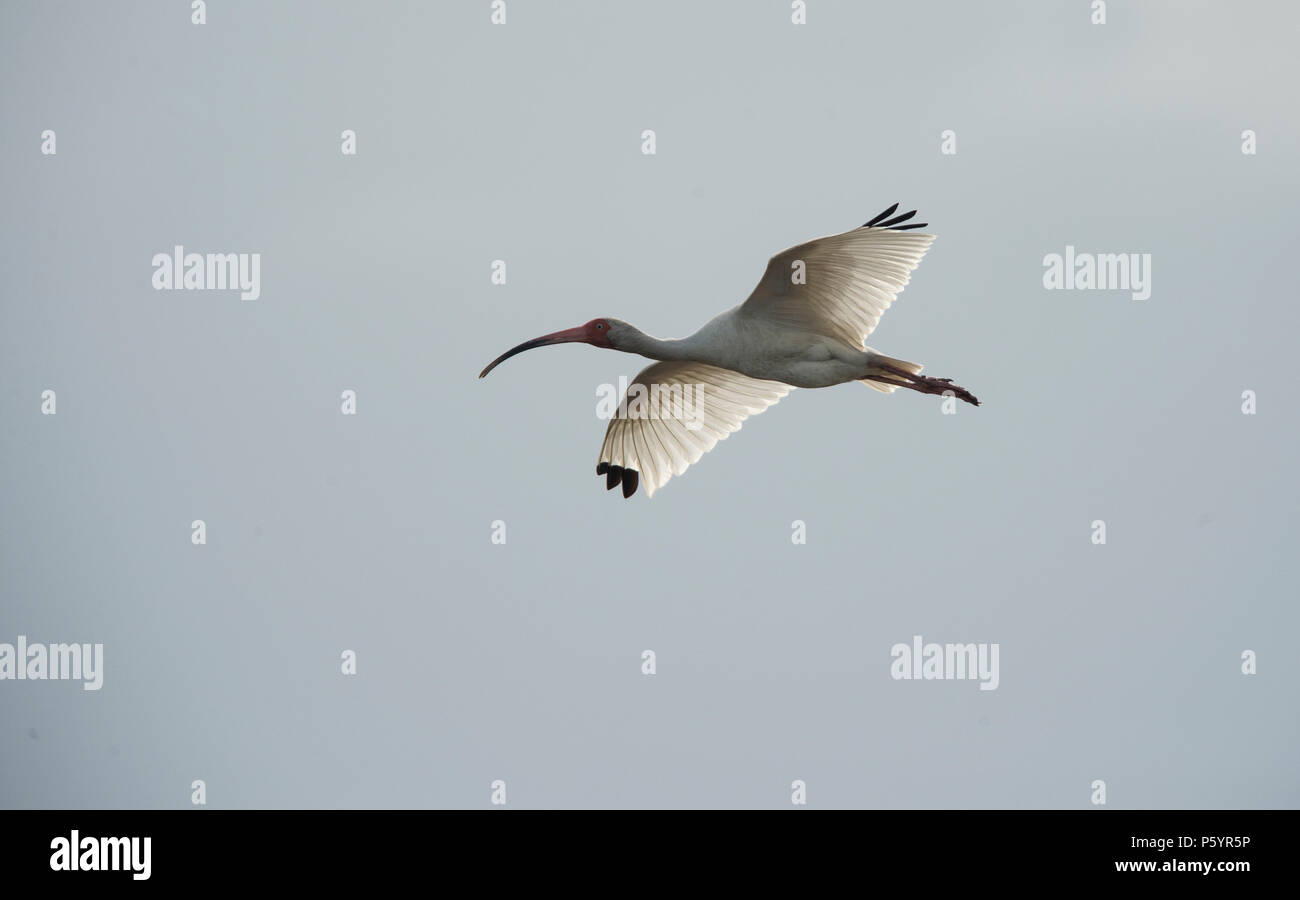 Stati Uniti: Giugno 27, 2018; bianco Ibis :: Eudocimus albus, Ocracoke Island Carolina del Nord. Foto di Douglas Graham/WLP Foto Stock