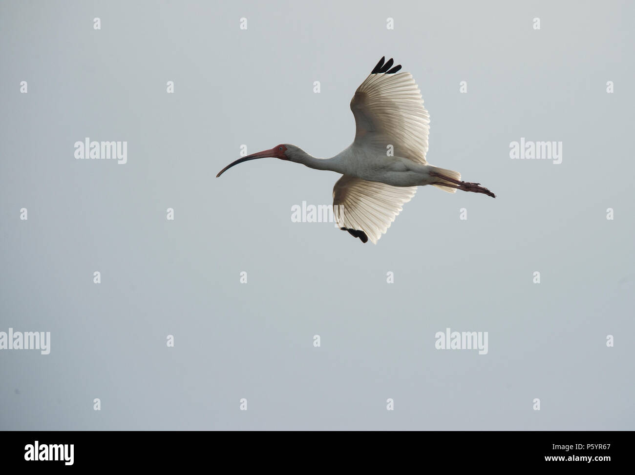 Stati Uniti: Giugno 27, 2018; bianco Ibis :: Eudocimus albus, Ocracoke Island Carolina del Nord. Foto di Douglas Graham/WLP Foto Stock