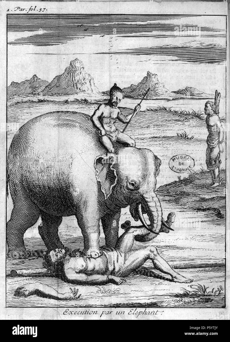 541 Exécution-éléphant Foto Stock