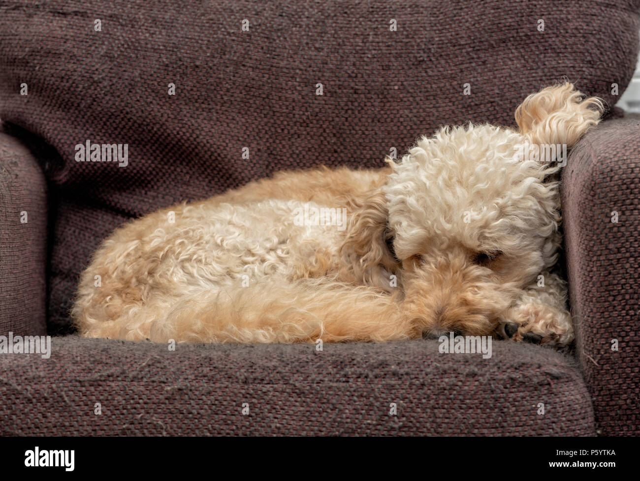 Labradoodle avvolto a ricciolo addormentato su una poltrona Foto Stock