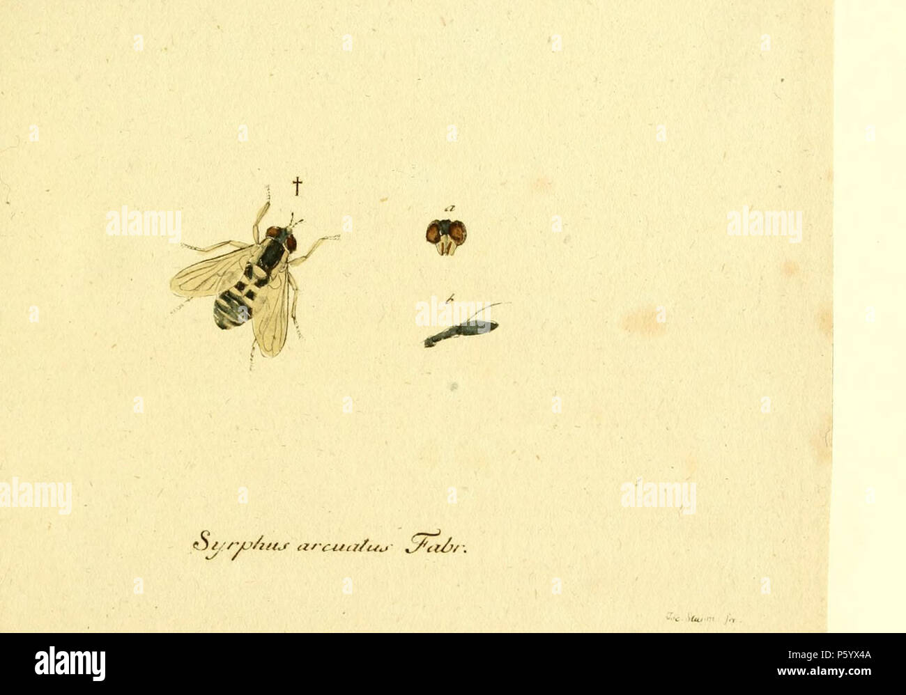 N/A. pagina 38: Chrysotoxum festivum (Linnaeus, 1758)[1] etichettate come Syrphus arcuatus Tess. Deutsch: Beschreibungsseite 40: Die bognichte Schwebfliege. Nicht elten auf Blüthen, beonders der Doldengewäche, auf Wieen. a. Der Kopf. b. Ein Fühlhorn, diees vergröert. + Natürliche Groe. Riferimenti Panzer, Georg Wolfgang Franz; Jakob Sturm [1793-1805] (in latino, tedesco) Fauna germanica, Diptera: 242 col. Tafl. mit testo / vollständige Sammlung der in den ersten von Panzer selbst herausgegeb. 109 Heften. Volume v 1, Norimberga: patrimonio di biodiversità biblioteca, p. 38 recuperato il 27 maggio 2014. DOI: dx.doi.org/ Foto Stock