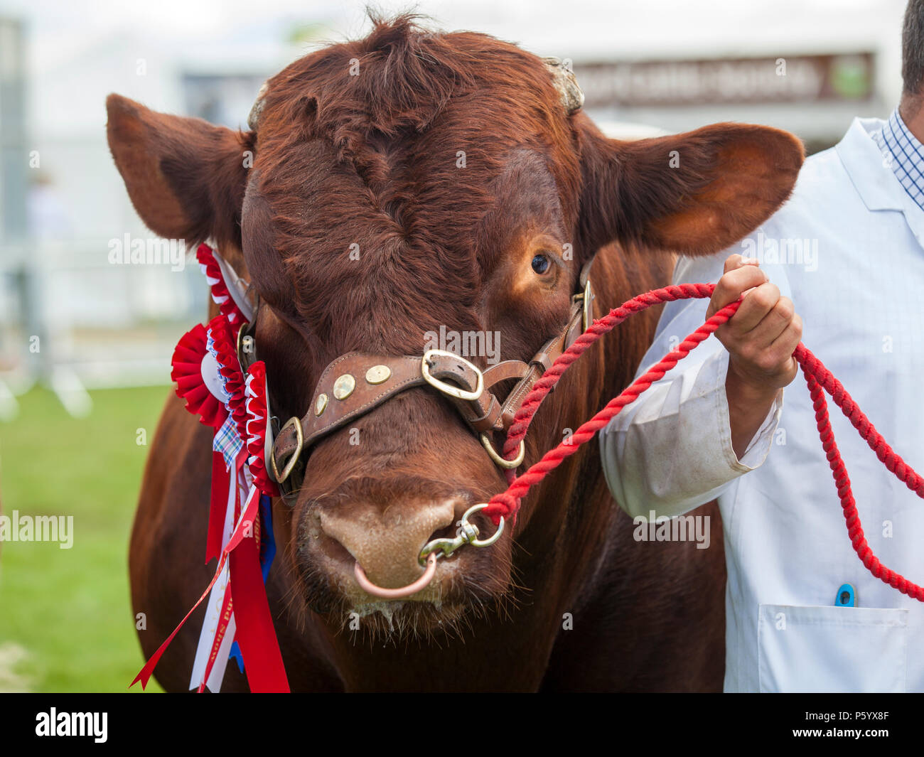 Edimburgo, Scozia - 21 GIU 2018: i vincitori nel bestiame giudicare essendo visualizzato durante il Royal Highland Show Foto Stock