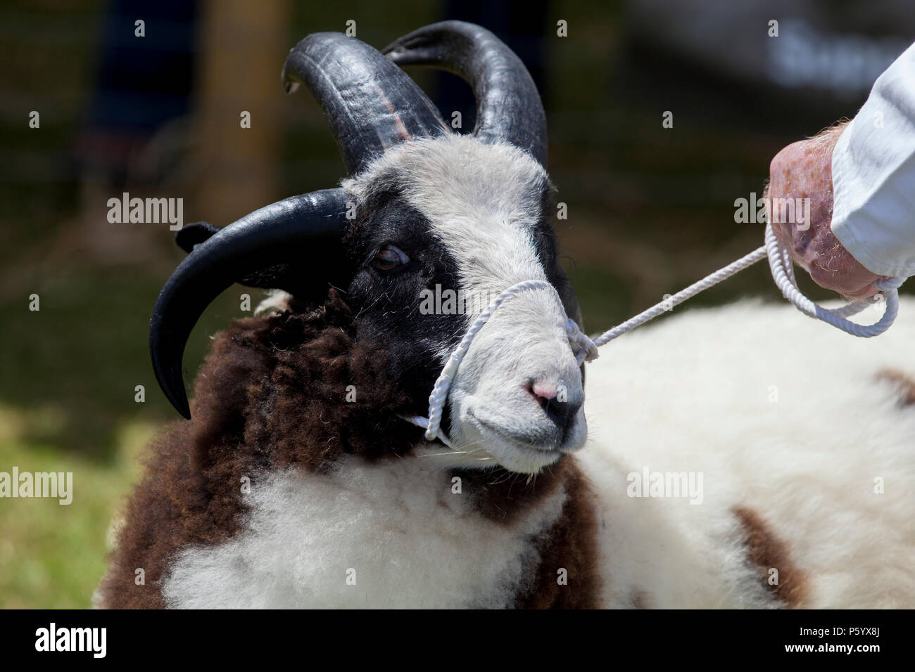 Edimburgo, Scozia - 21 GIU 2018: una pecora di Giacobbe che viene visualizzata durante il Royal Highland Show Foto Stock