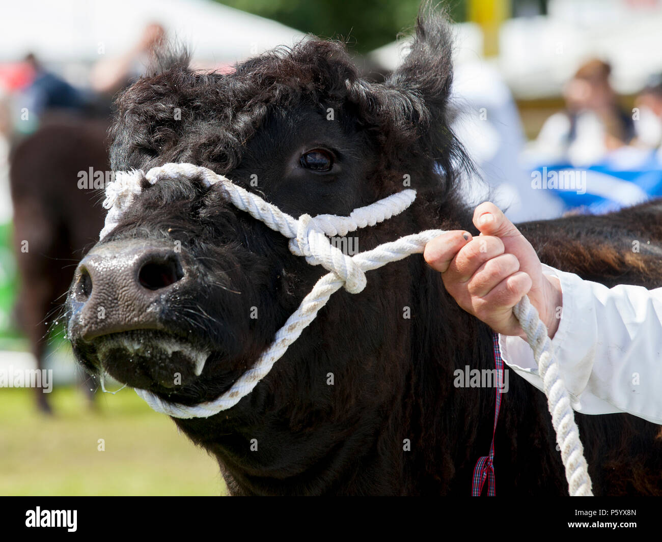 Edimburgo, Scozia - 21 GIU 2018: Un Aberdeen Angus mucca che viene visualizzata durante il Royal Highland Show Foto Stock