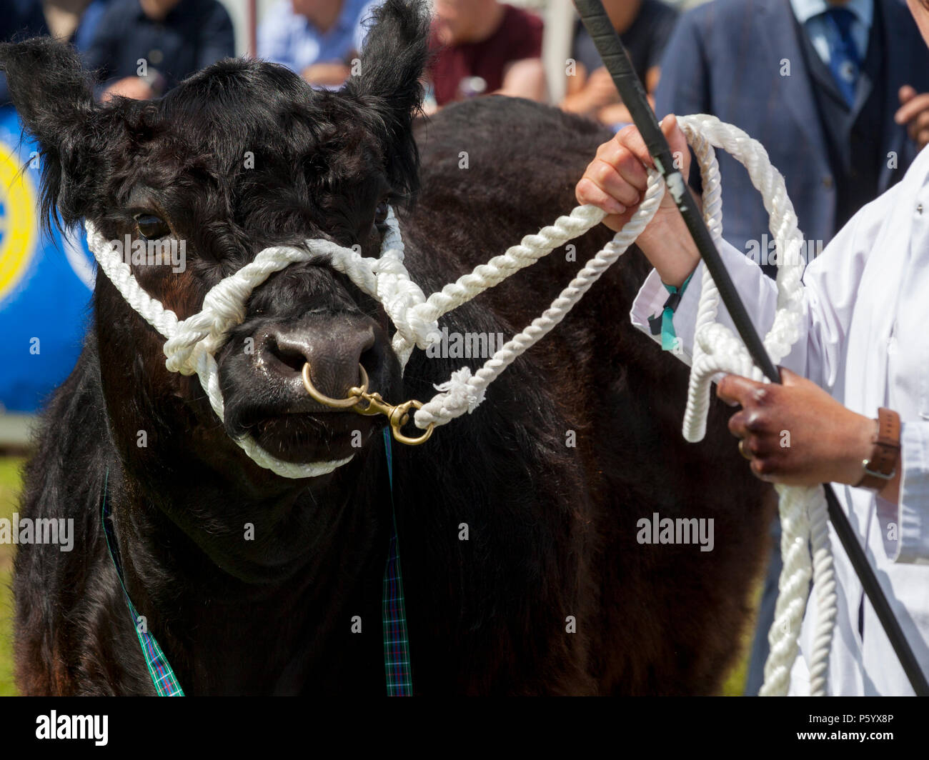 Edimburgo, Scozia - 21 GIU 2018: Un Aberdeen Angus mucca che viene visualizzata durante il Royal Highland Show Foto Stock