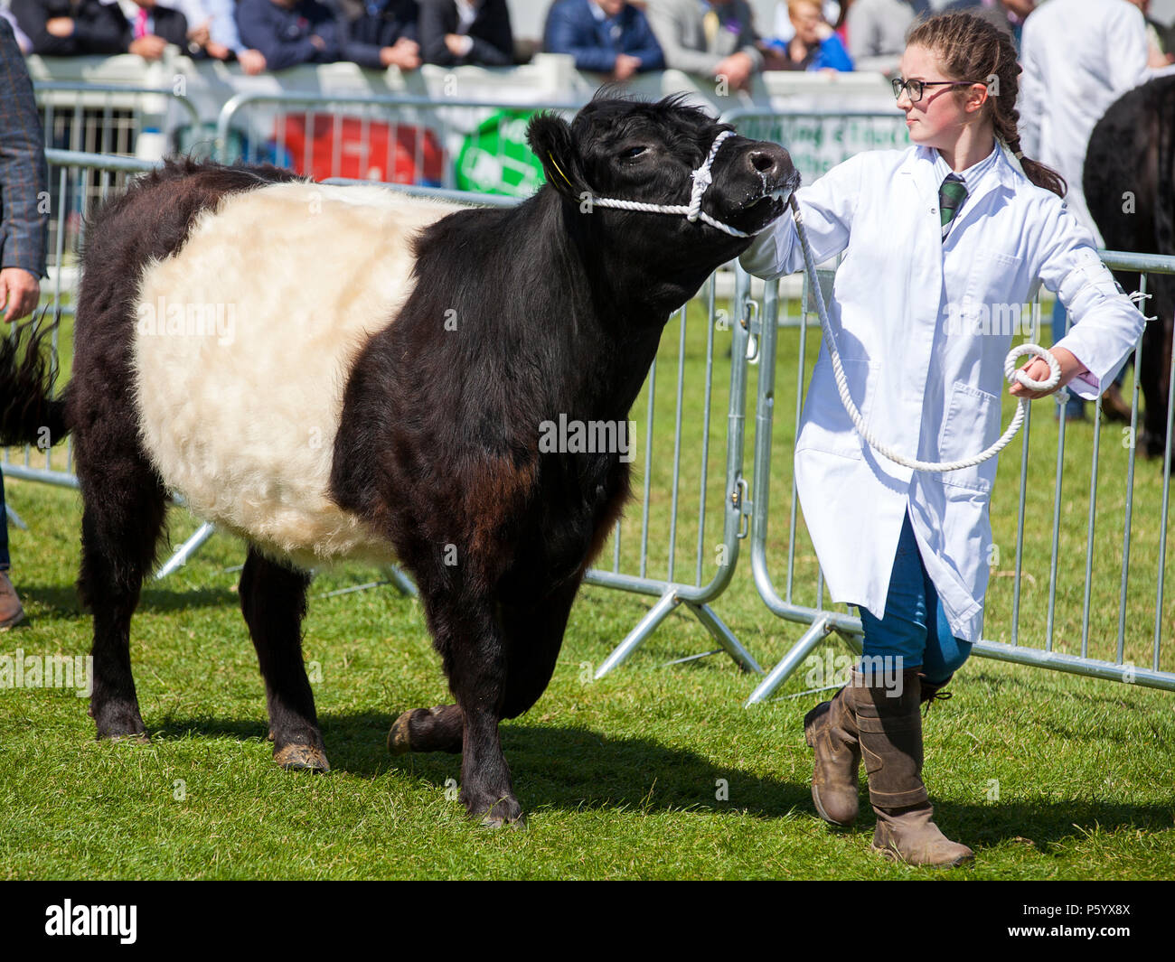 Edimburgo, Scozia - 21 GIU 2018: Un Belted Galloway mucca che viene visualizzata durante il Royal Highland Show Foto Stock