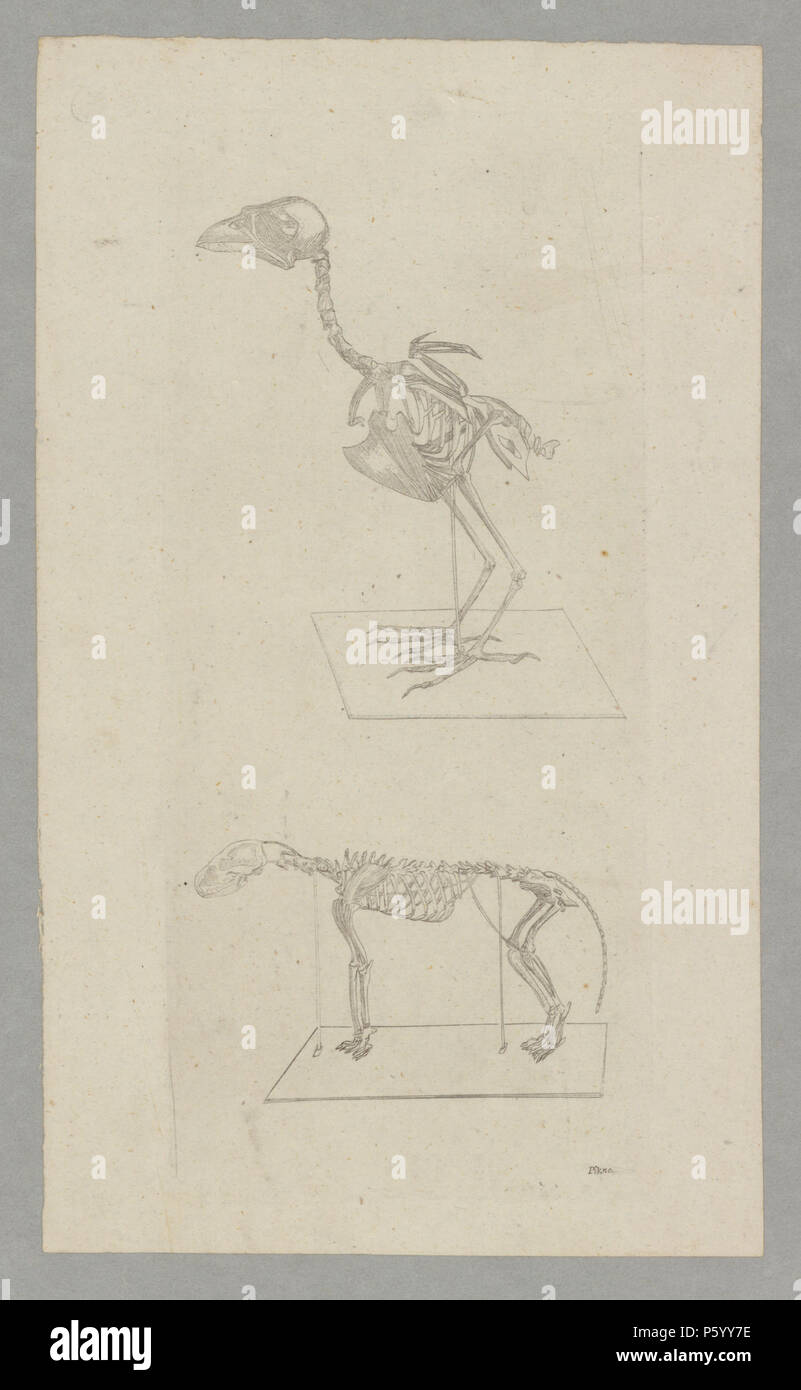 N/A. Inglese: scheletri di animali. Incisi da Pikao. non datato; tra 1830s e 1840s. Pikao, incisore 103 scheletri di animali, inciso da Pikao Foto Stock