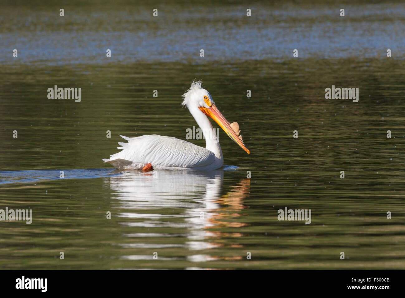 Un maschio bianco pelican sull'acqua durante la stagione riproduttiva. Foto Stock