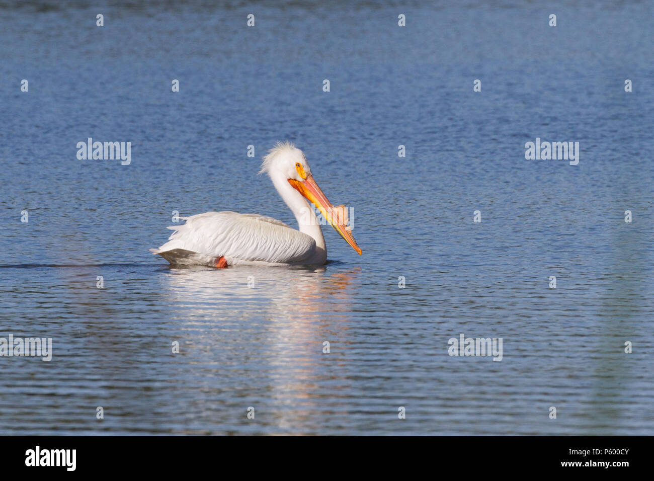 Un maschio bianco pelican sull'acqua durante la stagione riproduttiva. Foto Stock