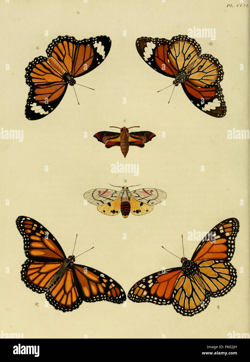 N/A. CCVI piastra A: '(Sphinx) Pylas' ( = Temnora pylas (Cramer, [1779]), iconotype), vedere Funet. Foto al codice a barre della vita. B: "(Phalaena Amasis)" ( = Rhodogastria amasis (Cramer, [1779]), iconotype), vedere Funet. C, D: '(Papilio) Genutia' ( = Danaus genutia (Cramer, [1779]), iconotype), vedere Funet. E, F: '(Papilio) Plexippus' ( = Danaus plexippus (Linnaeus, 1758)), vedere Funet. . 1782 . Pieter Cramer (1721 - 1776) e Caspar Stoll (tra 1725 e 1730 - 1791) 389 CramerAndStoll-uitlandsche kapellen vol. 3- pl 206 Foto Stock