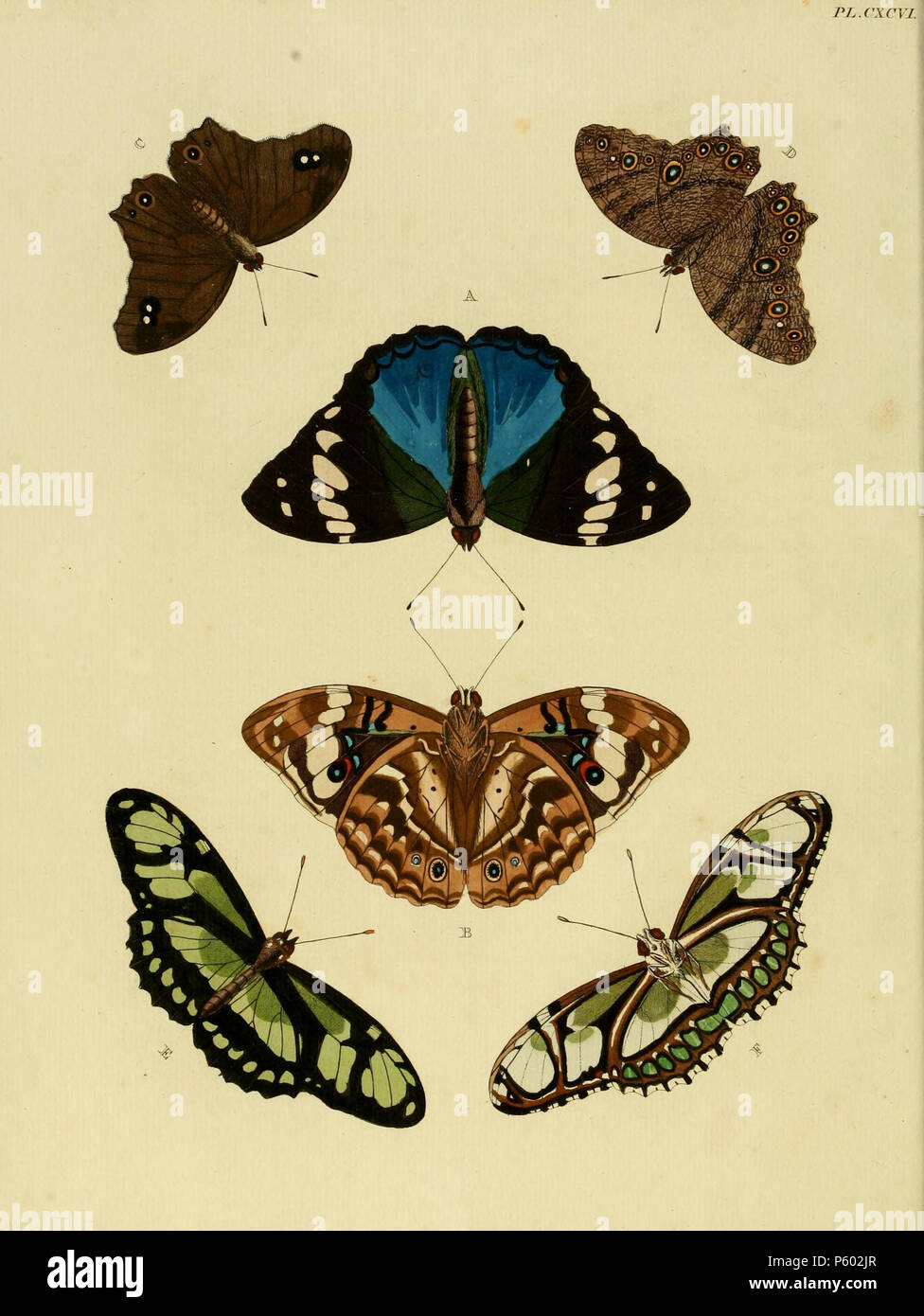 N/A. CXCVI piastra A, B: "(Phalaena) Erminia' ( = Apaturina erminia (Cramer, 1779 & 1780), iconotype), vedere il Global Lepidoptera indice dei nomi, NHM. Foto al Museo Svedese di Storia Naturale a. Maschio. Femmina su piastra 241 A, B, C, D: '(Papilio) Leda" ( = Melanitis leda (Linnaeus, 1758)), vedere Funet. Foto al codice a barre della vita. E, F: '(Papilio) Dido' ( = Philaethria dido (Linnaeus, 1763)), vedere Funet. . 1782 . Pieter Cramer (1721 - 1776) e Caspar Stoll (tra 1725 e 1730 - 1791) 389 CramerAndStoll-uitlandsche kapellen vol. 3- pl 196 Foto Stock