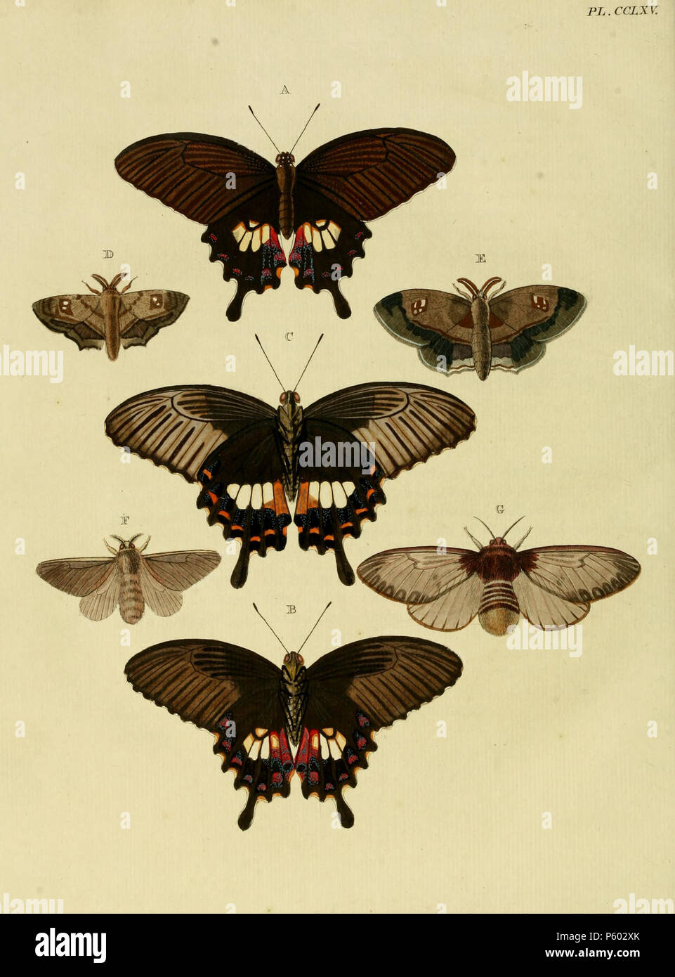 N/A. CCLXV piastra A, B (), C (): "(Papilio) Polytes' ( = Papilio polytes Linnaeus, 1758), vedere Funet. D(), E (): "(Phalaena) Emilia" ( = Mimallo emilia (Cramer, 1779), iconotype), vedere Funet. Foto al codice a barre della vita. F, G: '(Phalaena) Lanata' ( = Megalopyge lanata (Cramer, 1780) o (Stoll, 1780) iconotype), vedere il Global Lepidoptera indice dei nomi, NHM. Foto a Hétérocères de Guyane Française. . 1782. Pieter Cramer (1721 - 1776) e Caspar Stoll (tra 1725 e 1730 - 1791) 389 CramerAndStoll-uitlandsche kapellen vol. 3- pl 265 Foto Stock