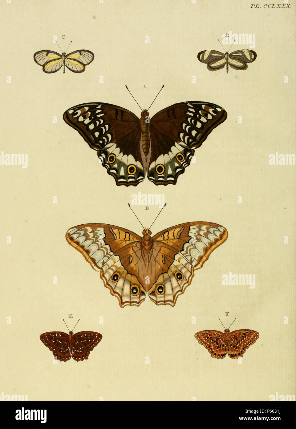 N/A. CCLXXX piastra A, B : '(Papilio) Juliana' ( = Vindula arsinoe), vedere il Global Lepidoptera indice dei nomi, NHM Funet e. Foto al codice a barre della vita nel registro scritto 'JUDIANA" (errore). Anche sulla piastra 160 B, C come '(Papilio) Arsinoë'. C: '(Papilio) Euritea' ( = Pteronymia euritea (Cramer, [1780]), iconotype), vedere Funet. D: '(Papilio) Eumelia' ( = Moschoneura pinthous pinthous (Linnaeus, 1758)), vedere Funet. E, F: '(Papilio) Flegyas' ( = Zemeros flegyas (Cramer, [1780]), iconotype), vedere Funet. Foto di albero della vita progetto Web. . 1782. Pieter Cramer (1721 - 1776) e Caspar Stoll (tra Foto Stock