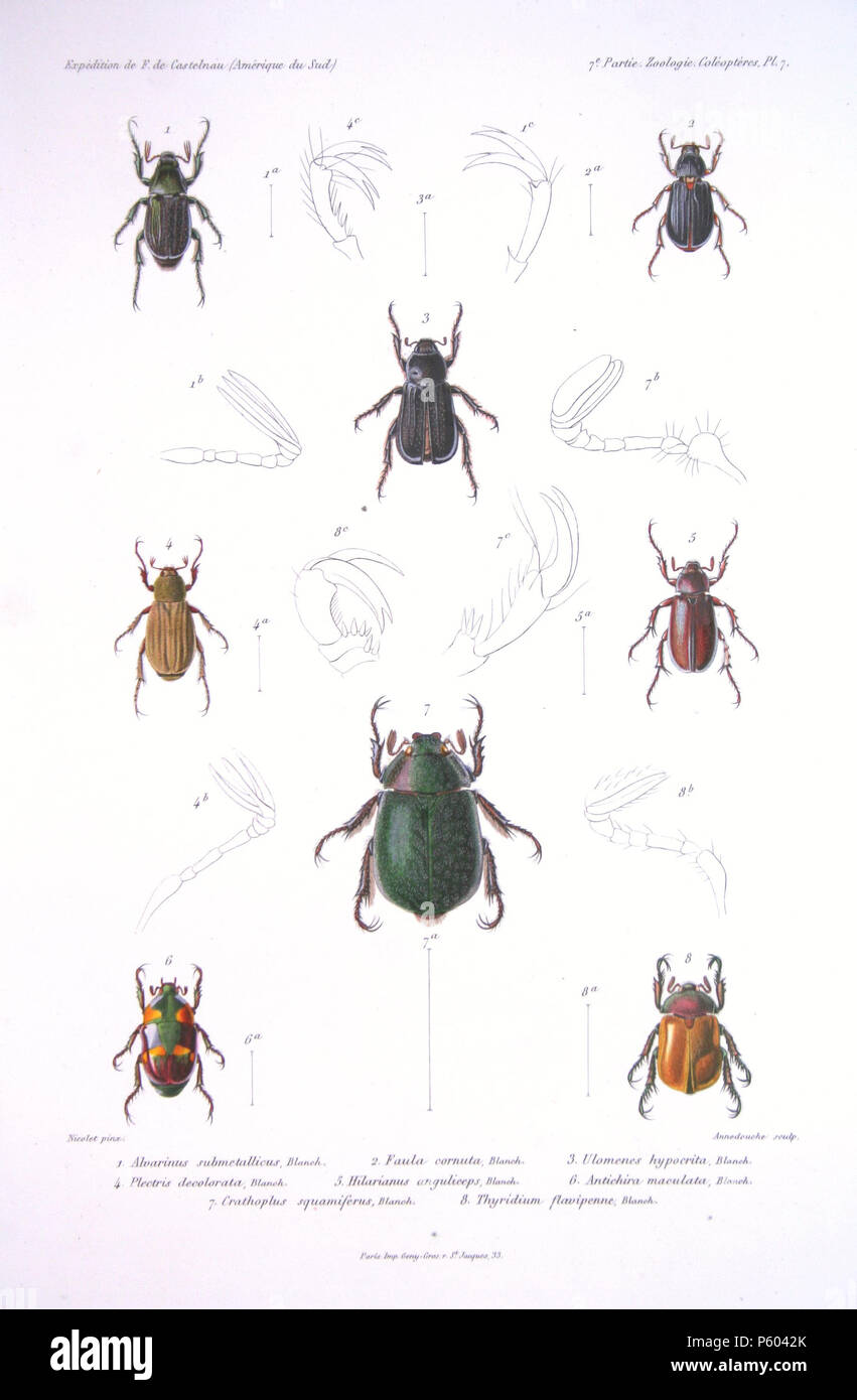 542 F de Castelnau-coléoptèresPl07 Foto Stock