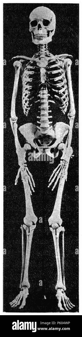 398 D021-Squelette-humain-L1-CH1 Foto Stock