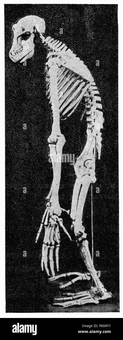 398 D028-squelette de chimpanzé-L1-CH1 Foto Stock