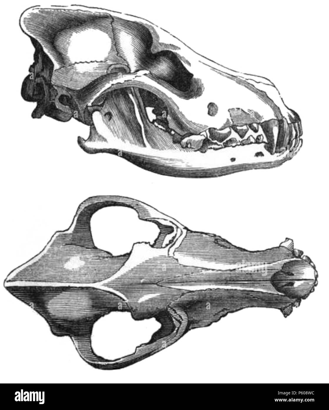 N/A. Inglese: una illustrazione di un europeo del cranio lupo . 1849. Sconosciuto 536 Eurowolfskull Foto Stock