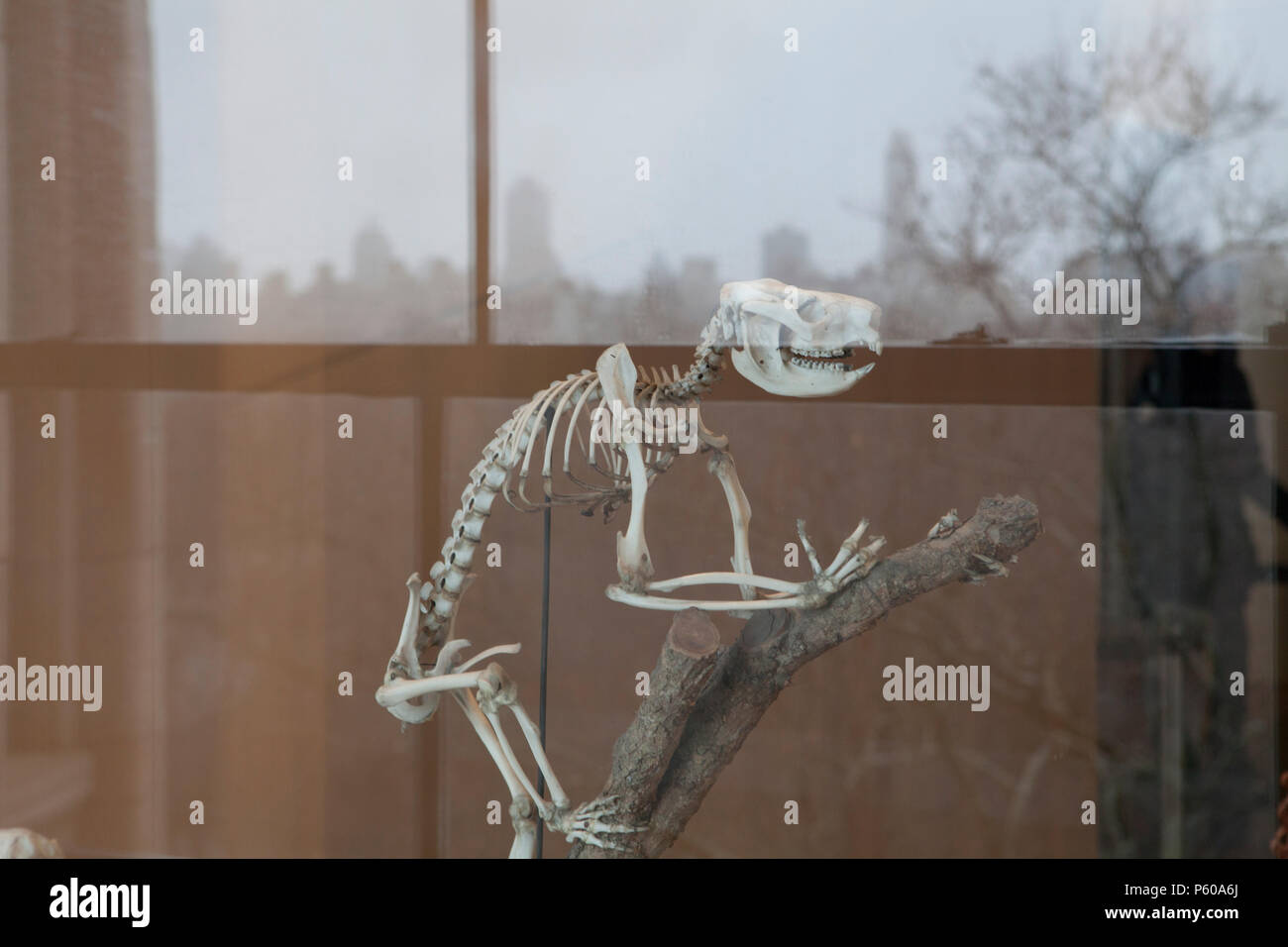 Un fossile di dinosauro si riflette in una finestra al Museo Americano di Storia naturale con l'orizzonte di New York City in background Foto Stock