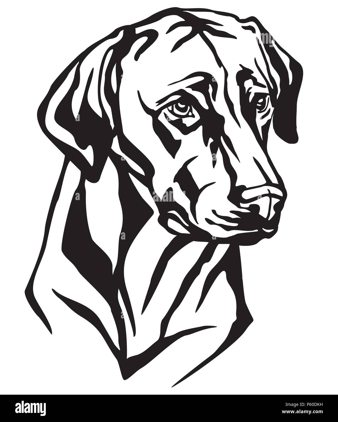 Ritratto decorativo di cane Ridgeback rhodesiano, vettore isolato illustrazione in colore nero su sfondo bianco. Immagine per design e tatuaggio. Illustrazione Vettoriale