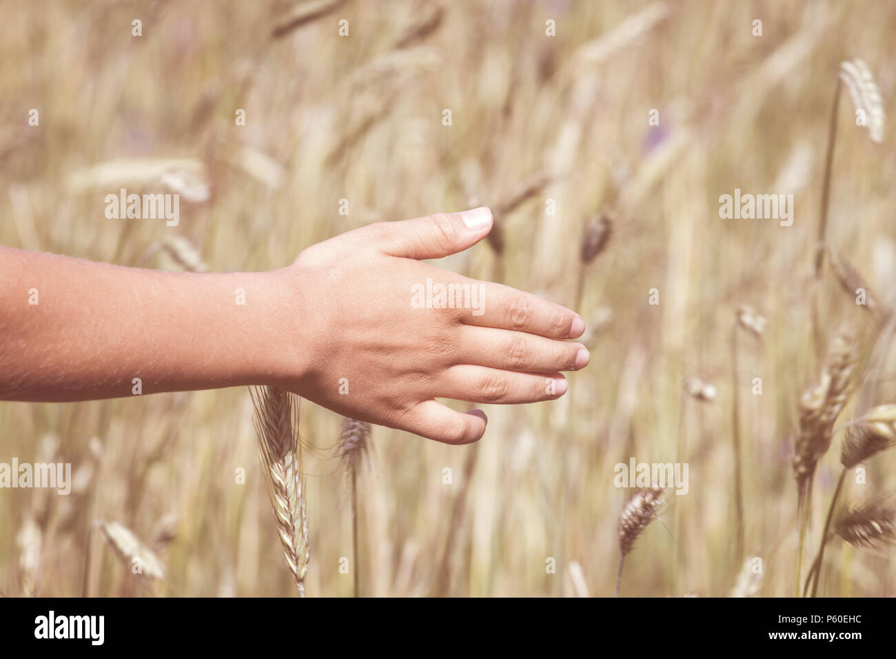 Il Kid's mano toccando la maturazione spighe di grano a inizio estate. Foto Stock