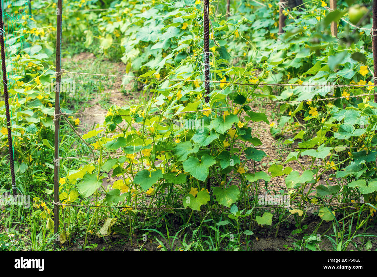Piantagione di cetrioli. Sfondo naturale Foto Stock
