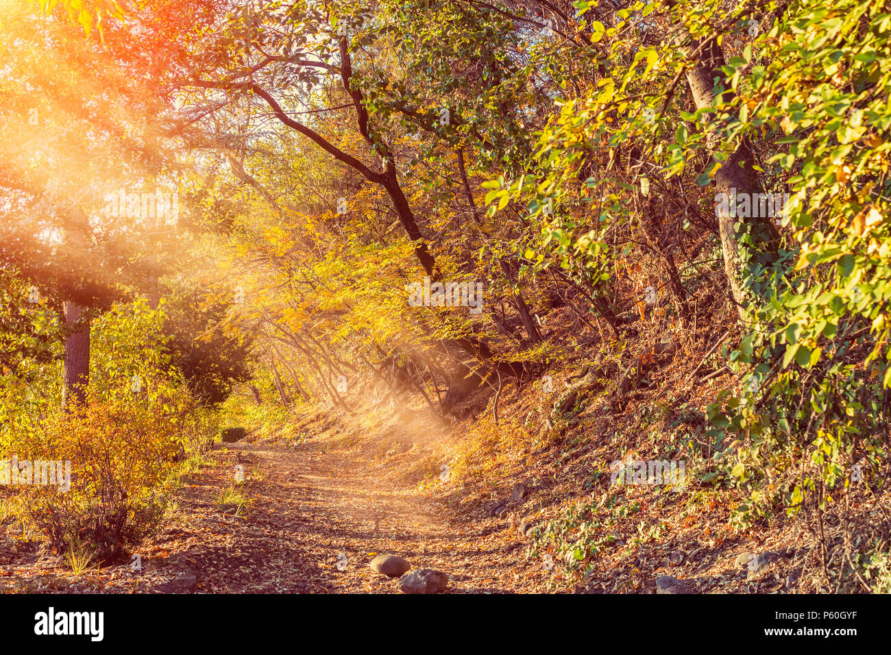 Il parco della città in autunno. Vicolo pedonale nel giardino. Giardino botanico di Tbilisi city al tramonto, Georgia Foto Stock