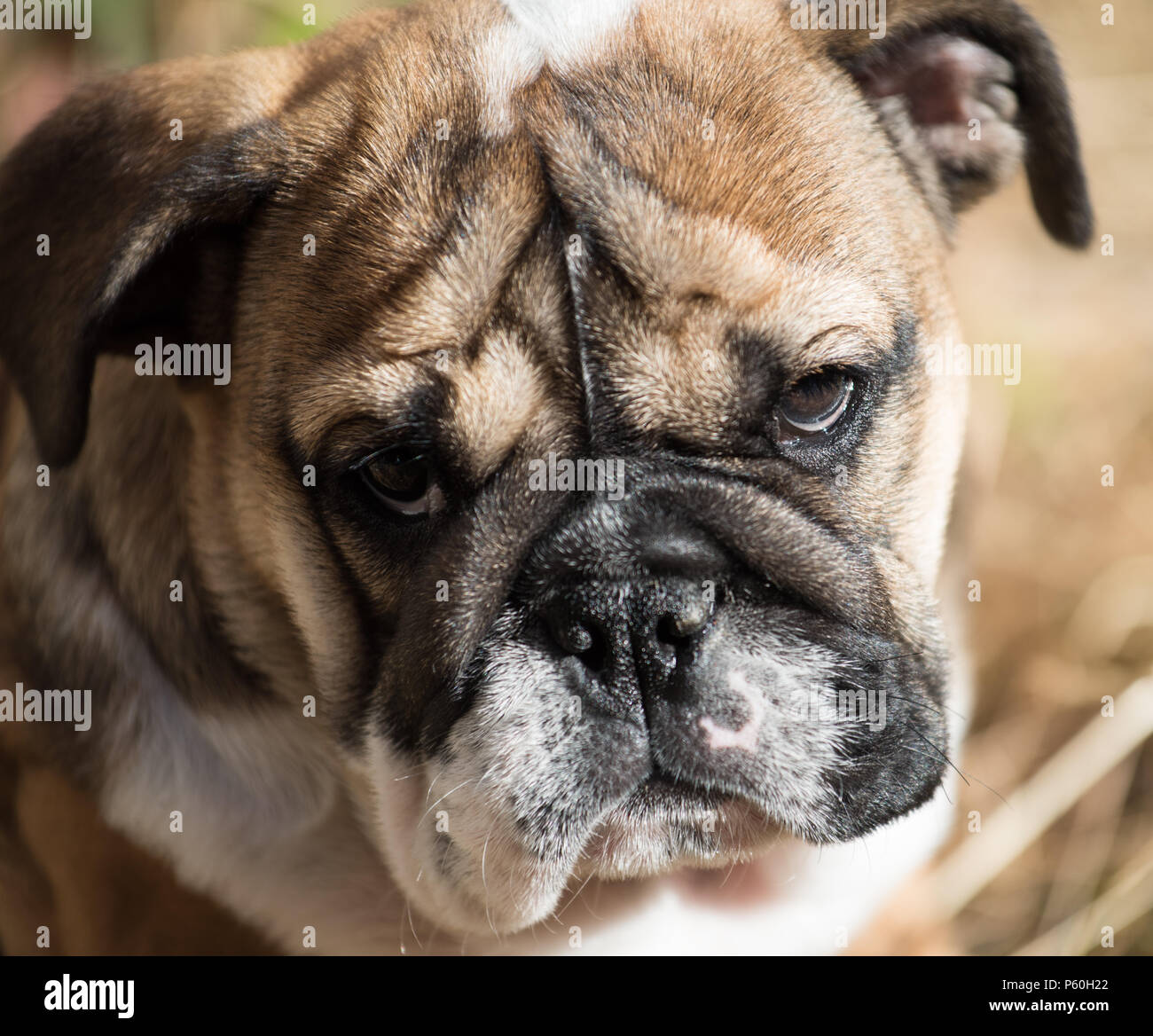 Closup del portreit di rosso e blac Bulldog inglese cucciolo di 3 mesi di età Foto Stock