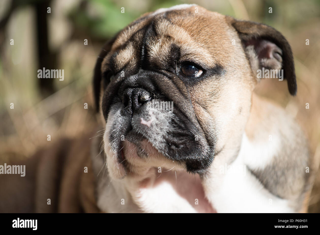 Closup del portreit di rosso e blac Bulldog inglese cucciolo di 3 mesi di età Foto Stock