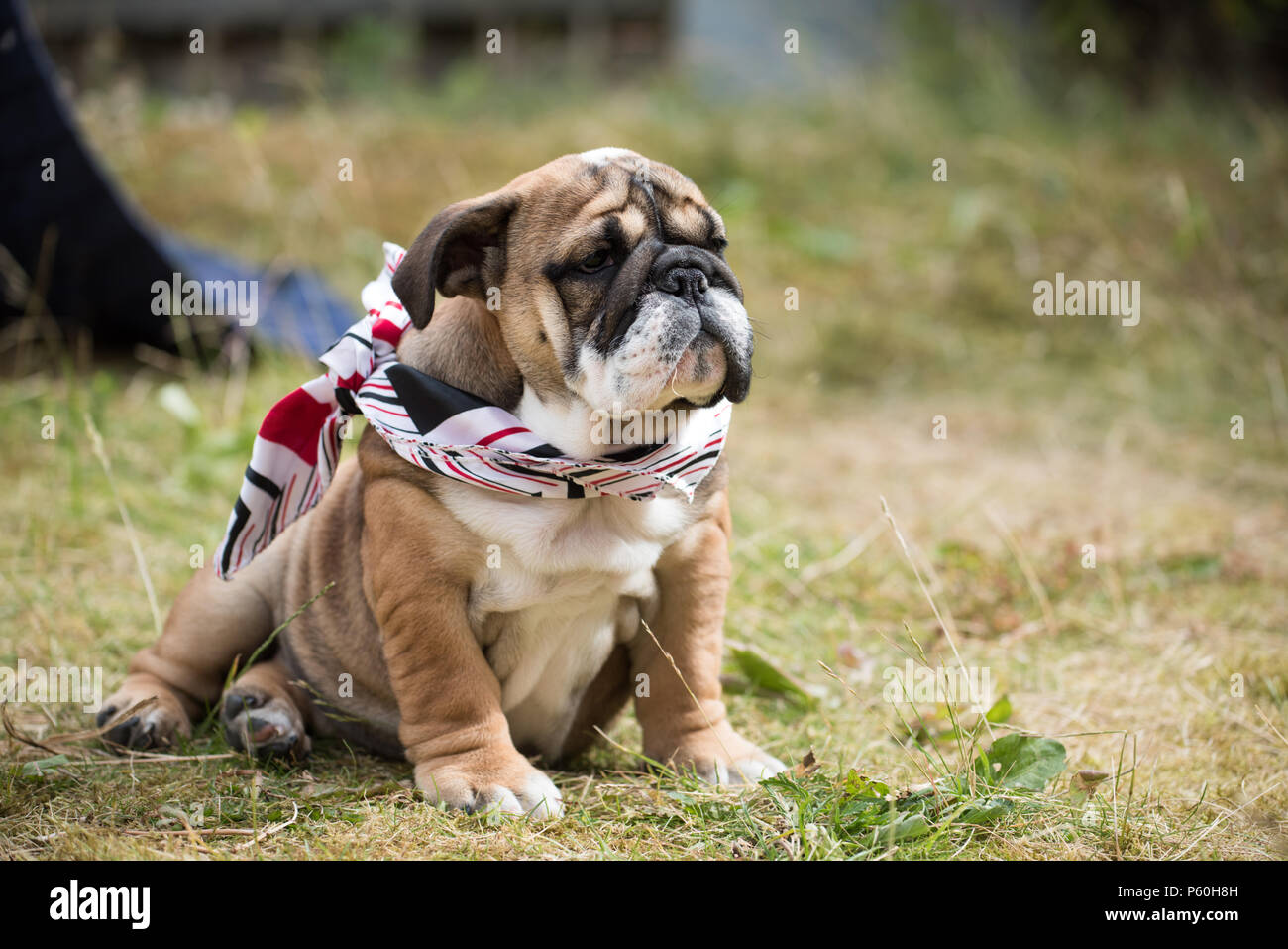 Rosso e blac Bulldog inglese cucciolo 3 mesi seduto sull'erba e indossando rosso e foulard nero Foto Stock