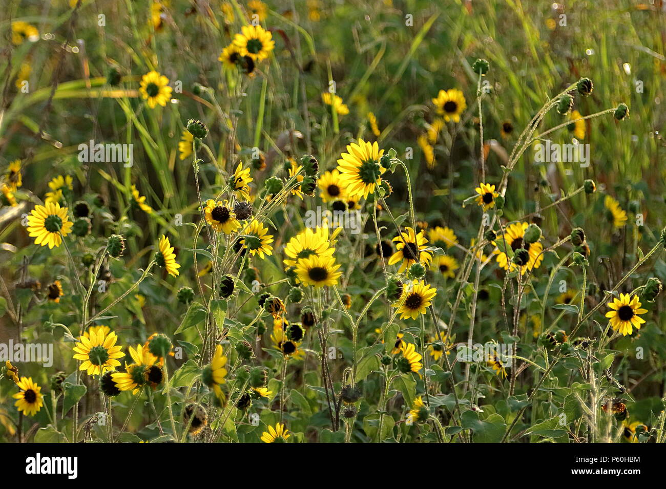 Texas stretto-leaf girasoli illuminato dalla luce della sera Foto Stock