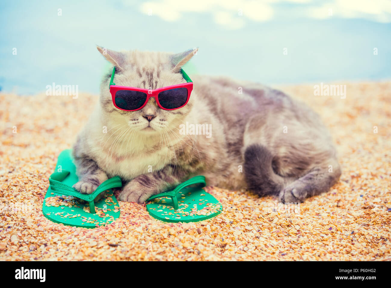 Cat indossando occhiali da sole sdraiati sulla spiaggia a flip flop sandali in estate Foto Stock