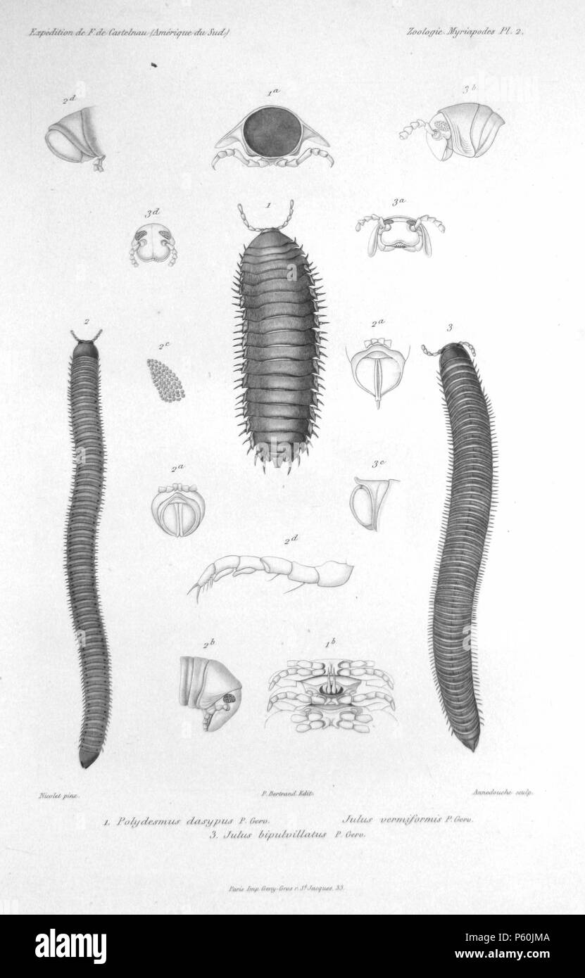 N/A. (Top) Polydesmus dasypus P. Gerv. = Rhysodesmus dasypus (Gervais, 1847) (1a: esoscheletro in sezione 1b: lato inferiore da ventrale) (sinistra) Julus vermiformis P. Gerv. = Orthoporus sp. (2a: hind fine da, ventrale 2b: testa dal laterale, 2c: modello di superficie, 2d: hind da estremità laterali, 2[e]: gamba) (destro) Julus bipulvillatus P. Gerv. = (non Julus bipulvillatus Gervais, 1847) (3a: testa dal frontale, 3b: testa dal laterale, 3c: hind da estremità laterali, 3d: testa dalla dorsale, [3e] ("2a'): hind fine da ventrale) . Francesco de Laporte de Castelnau (-1880) nomi alternativi François Louis Foto Stock