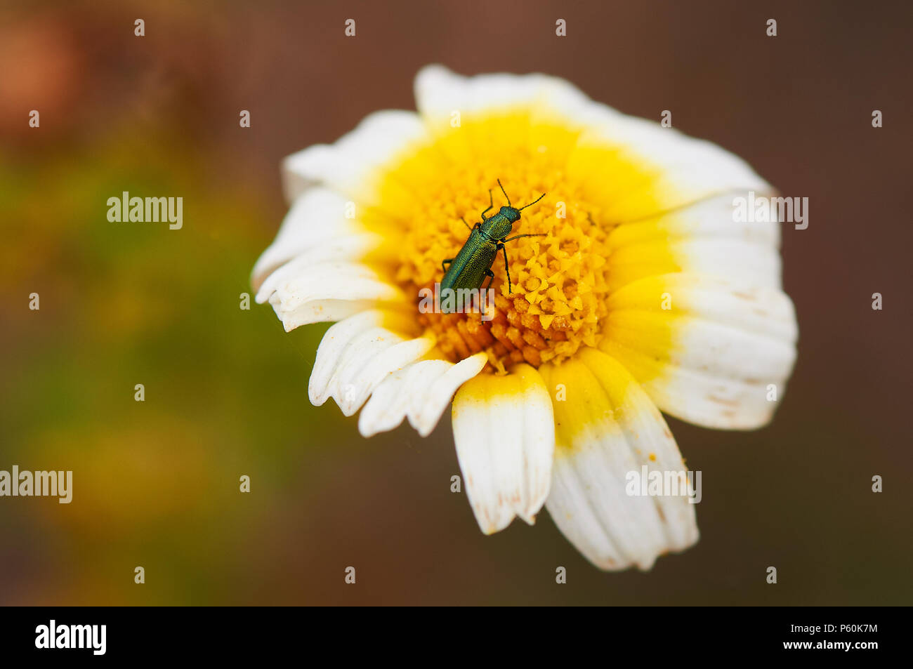 Flower beetle (Psilothrix viridicoerulea) su una corona daisy (Glebionis coronaria) nel Parco Naturale di Ses Salines (Formentera, isole Baleari, Spagna) Foto Stock