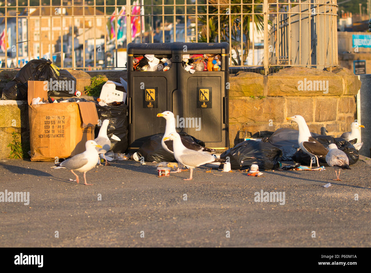 Gabbiani ad aiutare se stessi a rifiuti sinistra da Golowan i frequentatori del festival in Penzance. Gli uccelli sono stati lo strappo bin borse e trascinando per lettiera ovunque. Foto Stock
