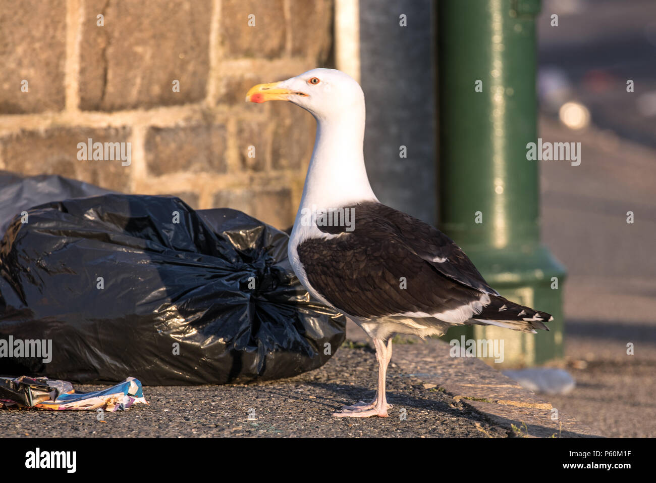 Gabbiani ad aiutare se stessi a rifiuti sinistra da Golowan i frequentatori del festival in Penzance. Gli uccelli sono stati lo strappo bin borse e trascinando per lettiera ovunque. Foto Stock