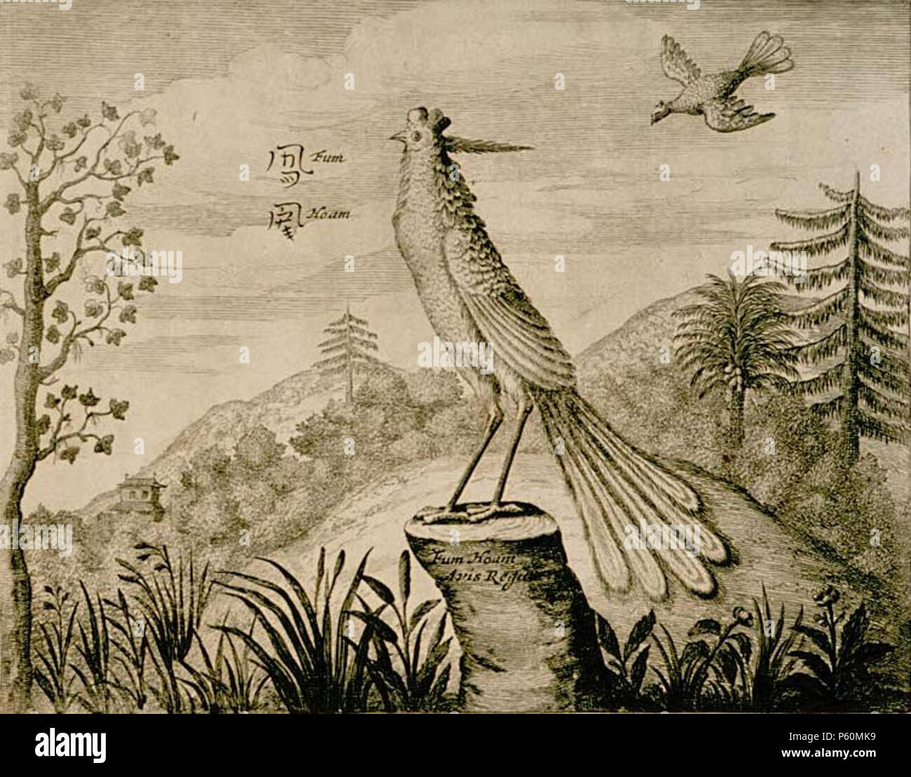 N/A. Inglese: Immagine di un Fenghuang (Cinese Phoenix) tracciata nel 1699s. 1 gennaio 1664. J.J. van Waesberge 552 Fenghuang-disegno-1664 Foto Stock