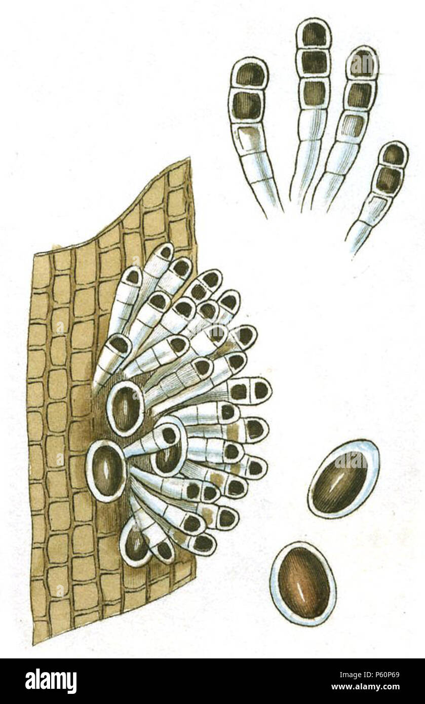 N/A. Fistulosus Asperococcus (dettaglio), da Dictyoteae, Tab IX, inciso da William Miller dopo R K Greville da 'Britannicae alghe o descrizioni della marina e altre piante Inarticulated delle Isole Britanniche appartenenti alla fine alghe; con piastre illustrative dei generi da Robert Kaye Greville' (Edinburgh: Machlachlen e Stewart, Edimburgo; e Baldwin e Cradock, Londra 1830) . Il 3 aprile 2012. Le alghe britannicae piastra 9 ita da William Miller dopo R K Greville.jpg: William Miller (1796-1882) nomi alternativi William Frederick I Miller; William Frederick, ho Miller Desc Foto Stock
