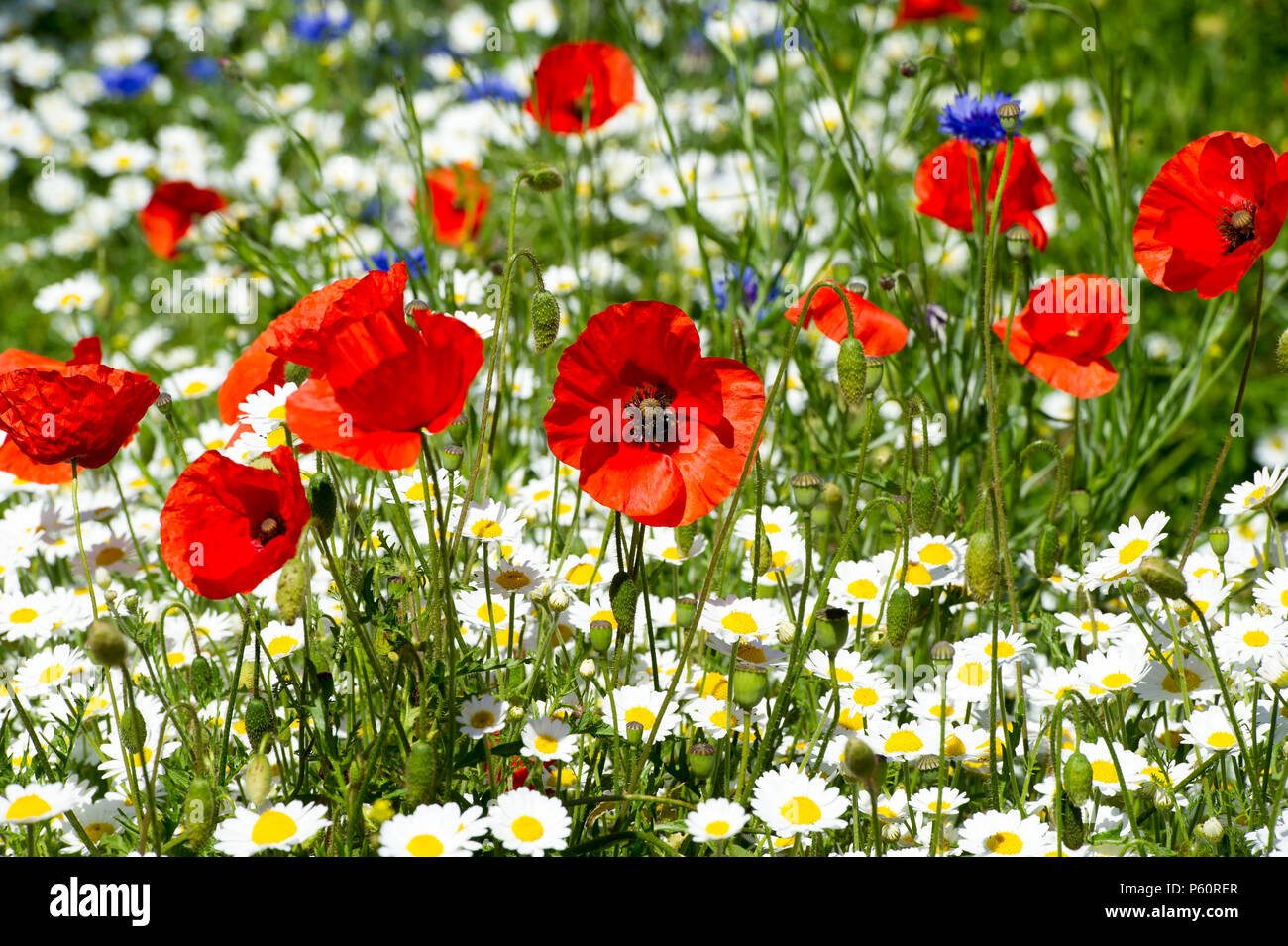 Papaveri comune / rosso papavero (Papaver rhoeas) e fiori selvatici in Holyrood Park, Edimburgo. Foto Stock