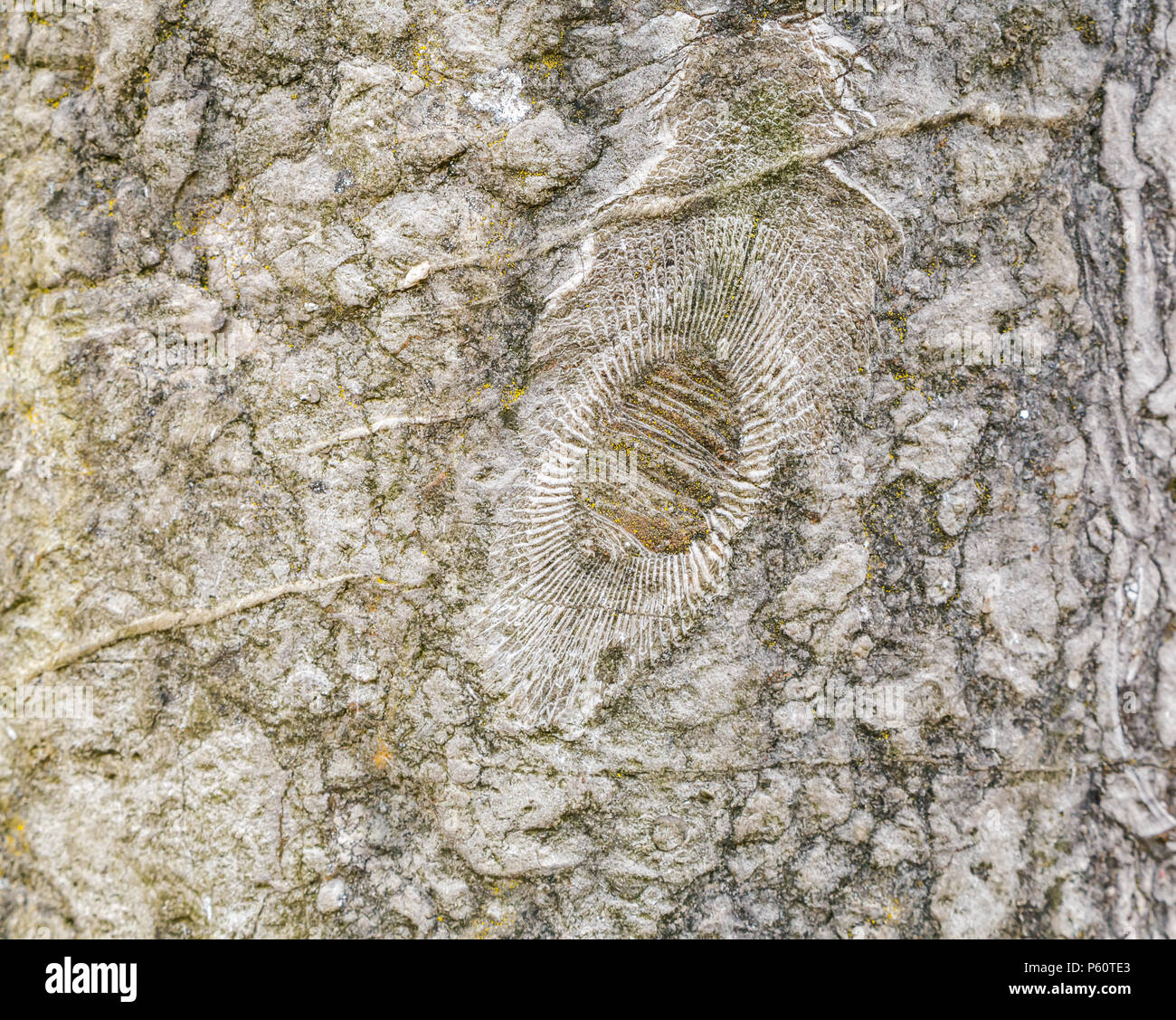 Primo piano di corallo fossilizzato in pietra bollard, Inghilterra, Regno Unito Foto Stock