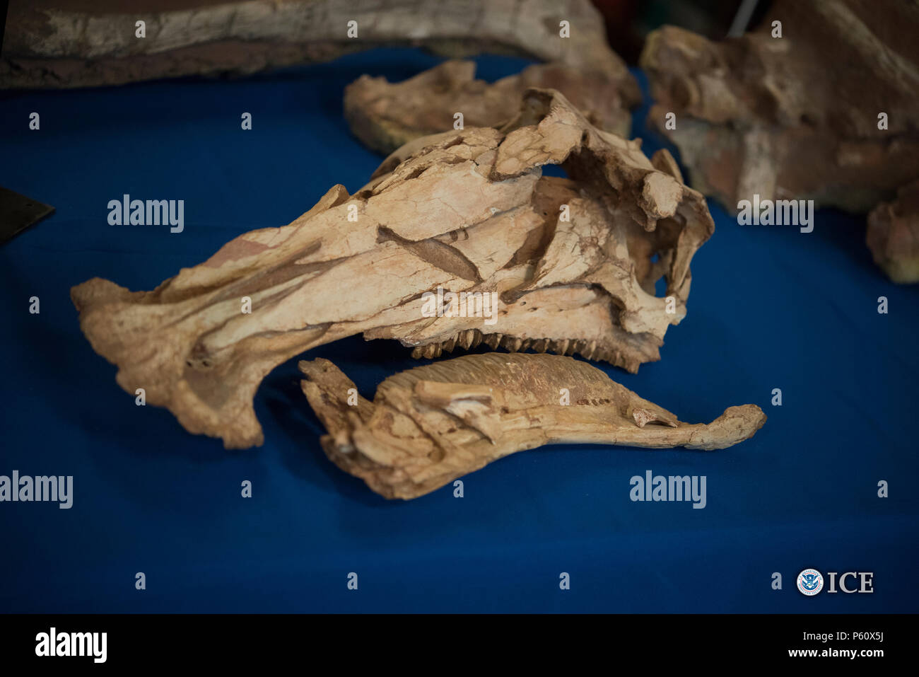 Stati Uniti Immigrazione e dogane esecuzione (ghiaccio) Homeland Security indagini (HSI) ha restituito una varietà di scheletri di dinosauri e altri fossili al governo mongolo oggi a New York. I fossili sono stati recuperati da HSI come risultato delle indagini in Wyoming e New York. Foto Stock