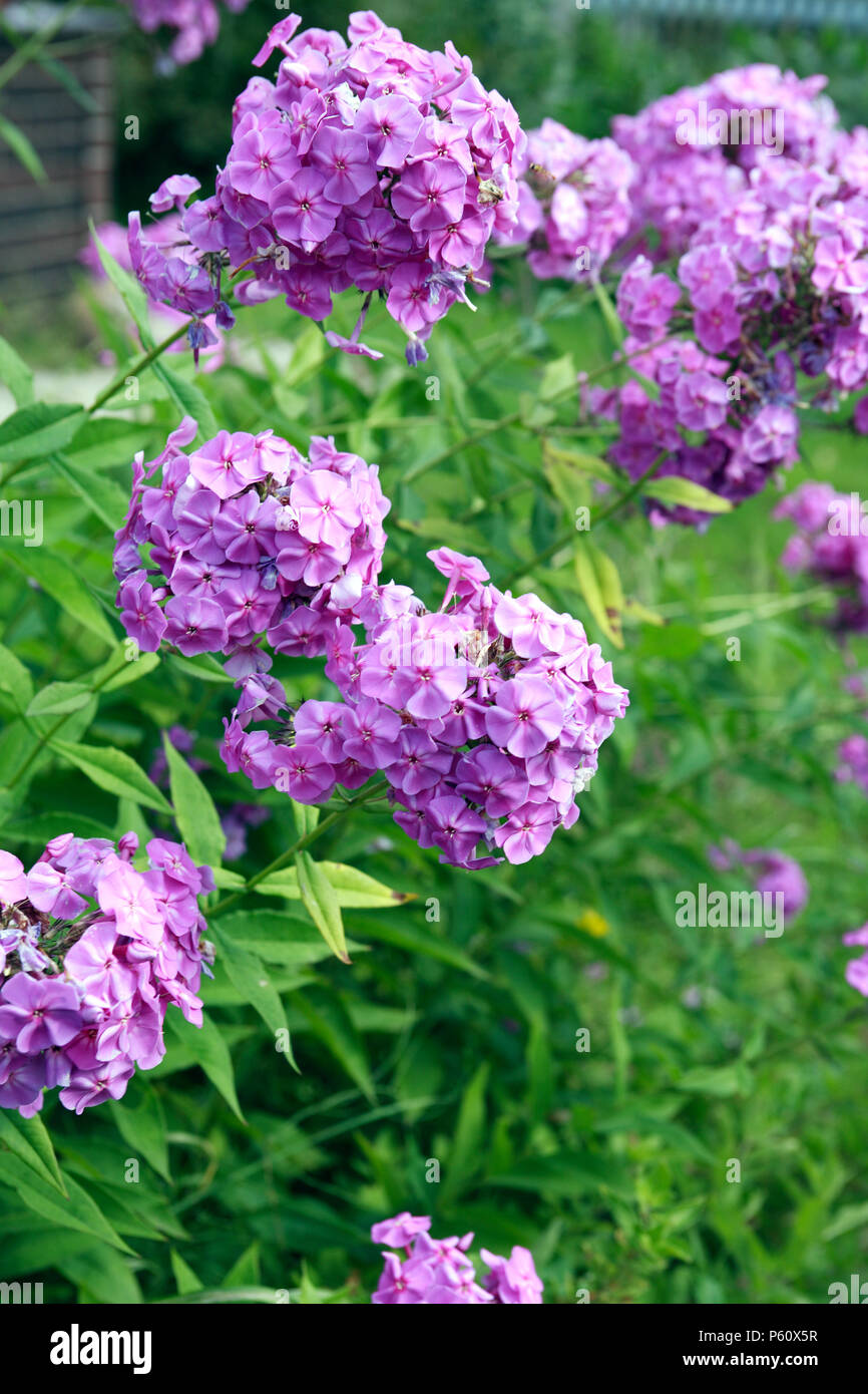 Bel giardino sfondo con grandi fiori di colore rosa Foto Stock